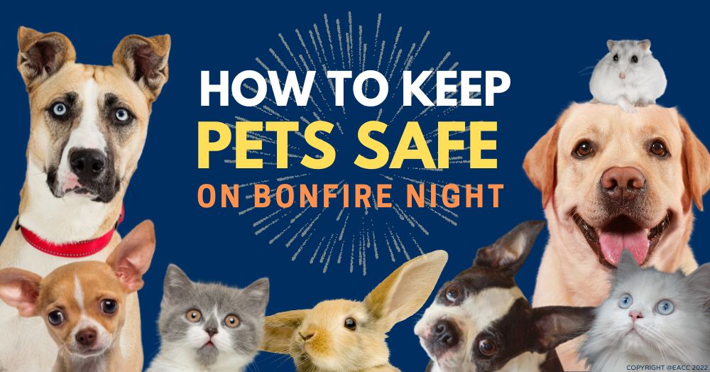 How to Keep SE18/SE28 Pets Safe on Bonfire Night 
