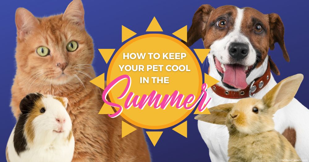 How to Protect Your Pet from the Hot Weather